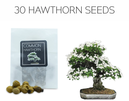 30 Common Hawthorn Bonsai Seeds | Grow Your Own Tree Crataegus Monogyna Growing Guide Perfect For Beginners & Enthusiast