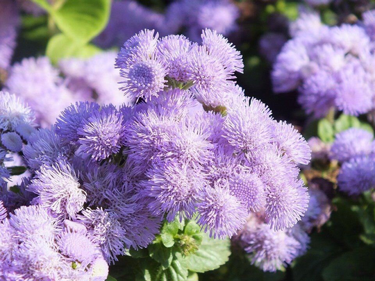 Ageratum Blue Mink Seed X 200 Seeds, Summer Bedding Plants