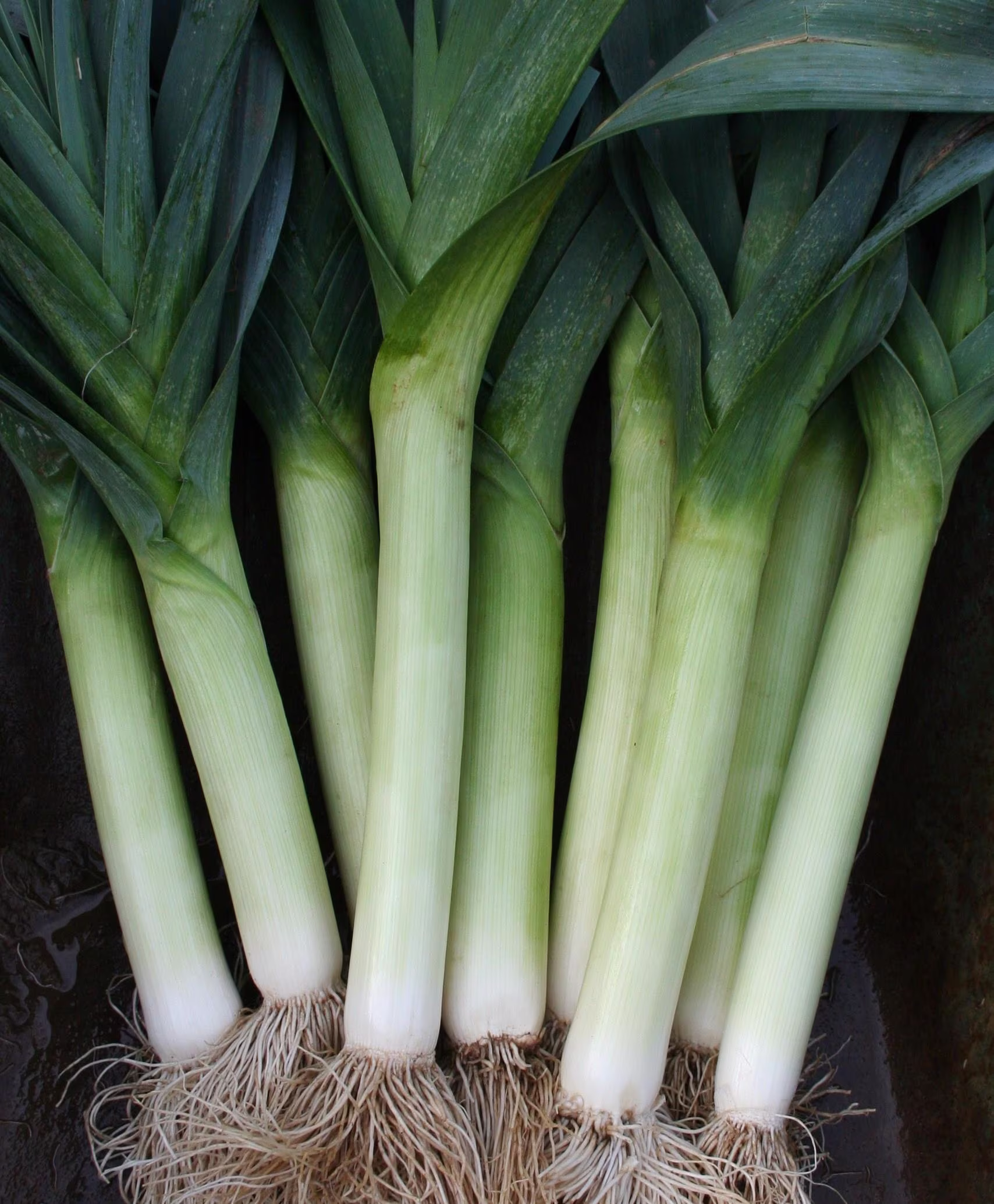 Neptune Leeks Winter Vegetable Seeds - 100 Organic Leek Seed