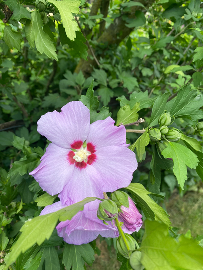 12 Purple Hibiscus Tree/Bush Seeds