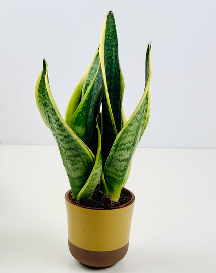 Simple Mustard Yellow & Brown Ceramic Planter - House Plant Pot