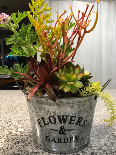 Succulent Arrangement in Classic Flower Tin