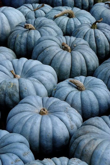 Organic Vegetable Pumpkin Seeds "Queensland