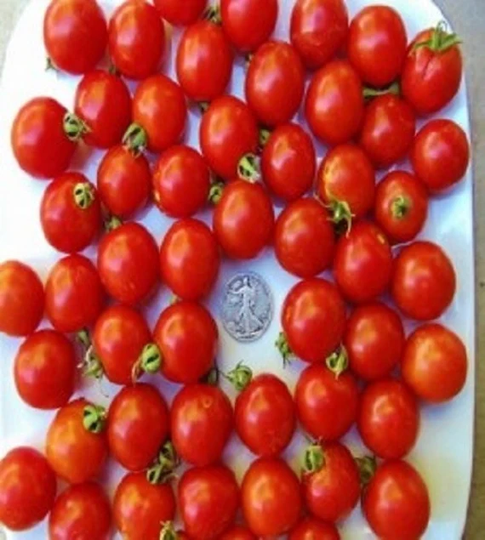 Tommy Toe - 40 Hand Picked Seeds