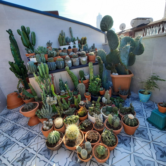 Sunny Cactus Seeds - Mixed