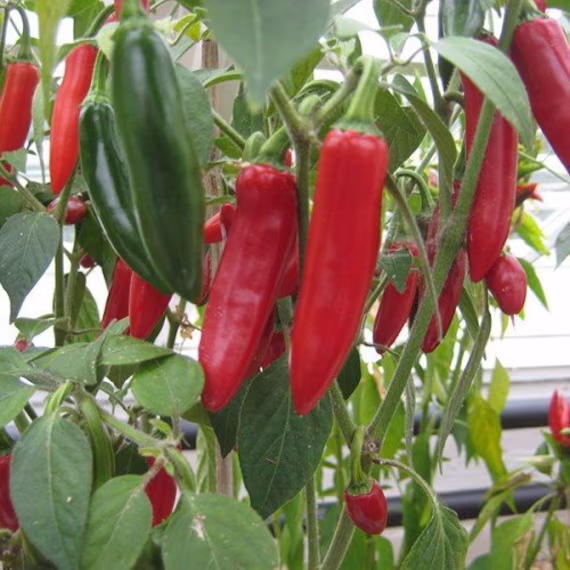 Serrano Hot Pepper Seeds - Open-Pollinated For Seed Saving Non-Hybrid & Non-Gmo Canada Heirloom Vegetable