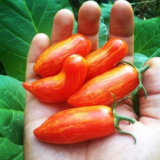 Vegetable - Tomato Sweet Casaday New 15 Premium Quality Seeds