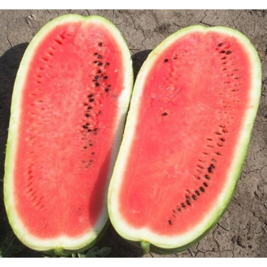 Watermelon Karolina F1 Seeds Hybrid Non Gmo For Planting | 202611