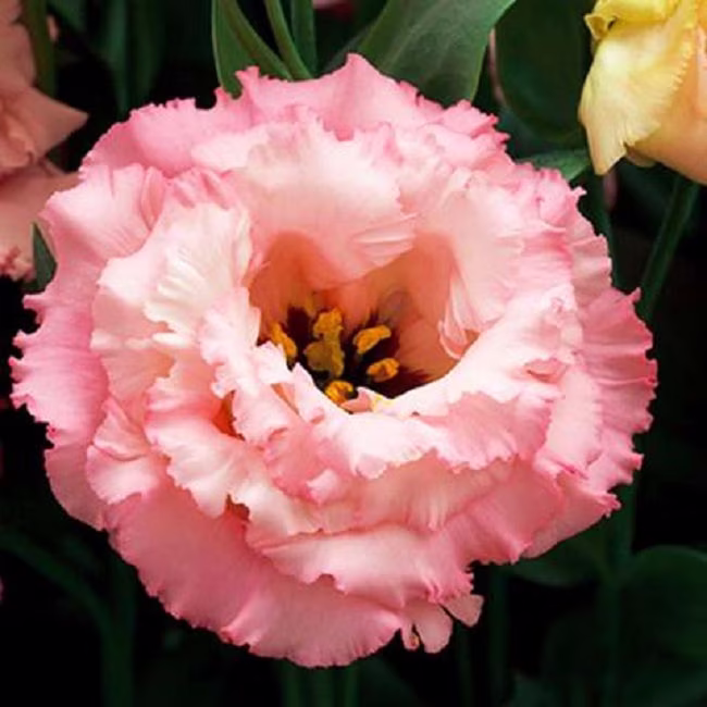 Lisianthus Seeds Corelli Apricot 25 Pelleted Cut Flower
