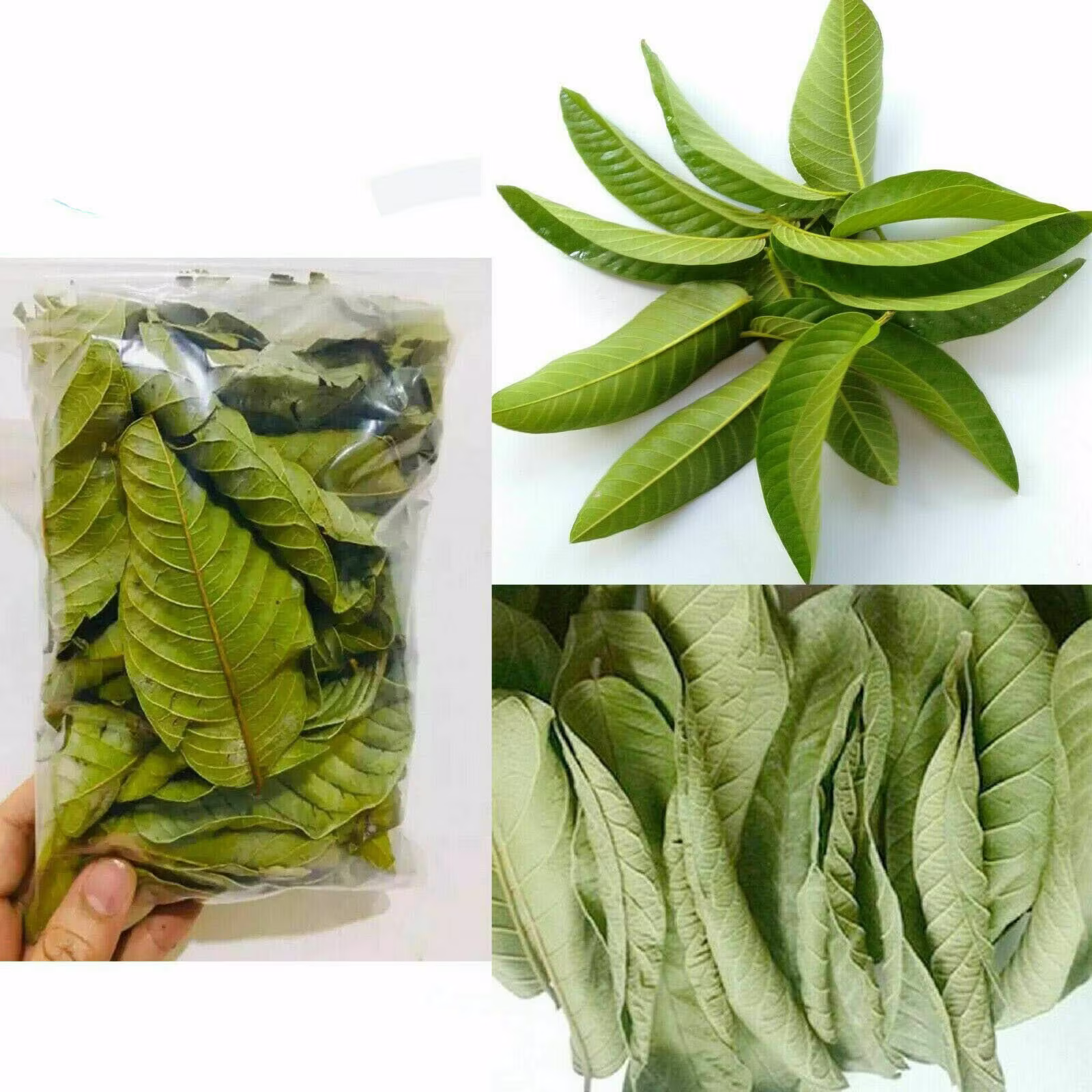 Ceylon 100% Natural Dried Guava Leaves /Organic Homemade /Fresh Green Anti Hair Loss Tea Free Shipping
