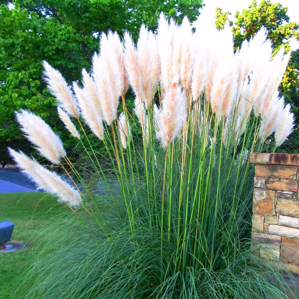 White Pampas Cortaderia Selloana Plant Ornamental Grass Seeds 100 Fresh Rare