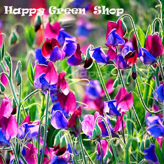 Sweet Pea - Old Spice Cupani 35 Seeds Lathyrus Odoratus Annuals Flower