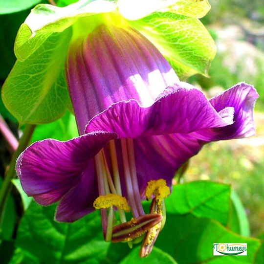 Flower Seeds Cobaea Scandens Purple