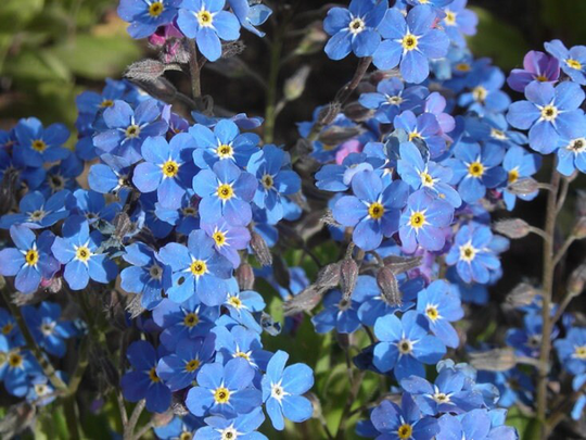 Alpine - Forget Me Not Blue Flowers 0.3G/300 Seeds Myosotis Alpestris Gmo Free