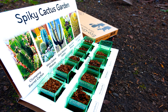 Spiky Cactus Garden Eco Grow At Home Kit 100% Recyclable With 5 Different Varieties To