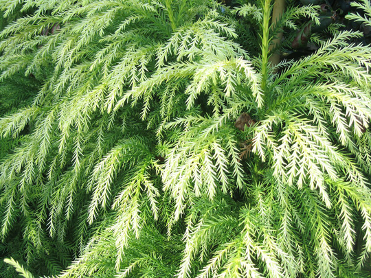 50 X Japanese Cedar Tree Seeds, Sugi | Cryptomeria Japonica Seeds