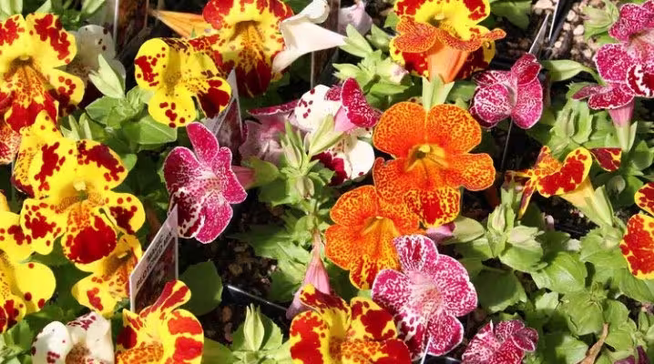 Rare Original Seeds Flower Mimulus Hybrid "Mix