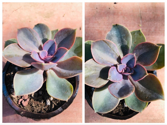 2 Echeveria
