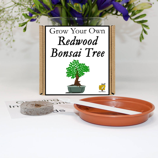 Grow Your Own Sequoia Redwood Bonsai Tree Gift Set