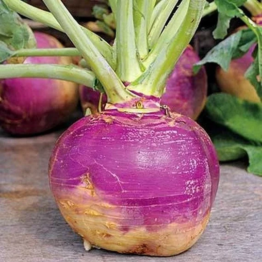 Rutabaga Laurentian Vegetable Seeds | Brassica Napus 50+Seeds