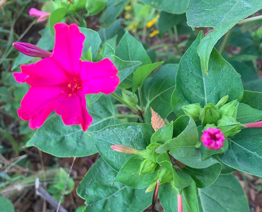 Seeds 4 O'clock Brilliant Pink Flower Seeds