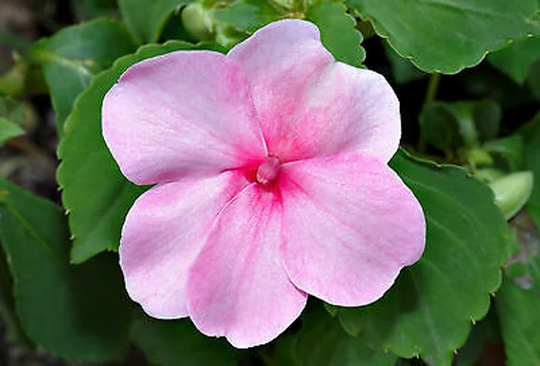 160 Seeds - Busy Lizzie Pink Touch Me Not Impatiens Walleriana Wonderful Annual Plant