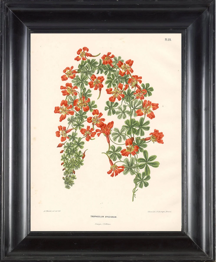 Botanical Print Wendel Botanical Art Print 6 Beautiful Tropaeolum Orange Flower Spring Summer Garden Plant To Frame
