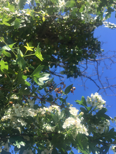Hawthorn Flower Essence
