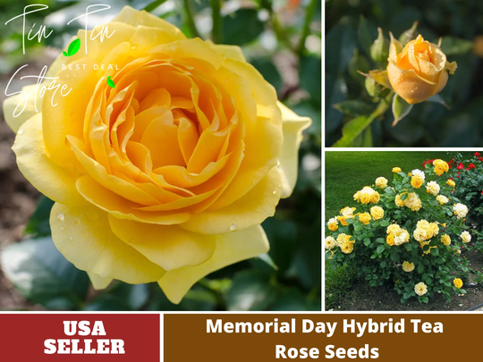 30 Rare Seeds|Julia Child Rosa Floribunda Rose Seeds-Perennial -Authentic Seeds-Flowers -Organic. Non Gmo-Mix Seeds For Plant-B3G1 #1145