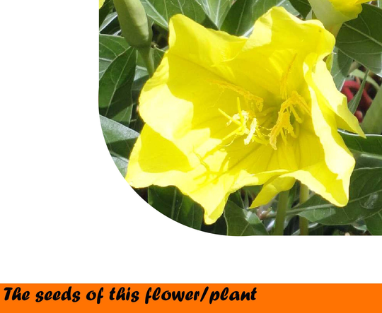 Oenothera Missouriensis Sims 0.2 G