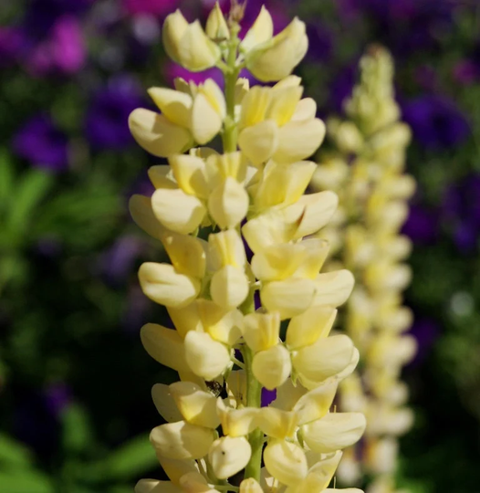 Lupin Russell Chandelier Approx. 25 Seeds, Hardy Perennial, Fairy Flower Seeds