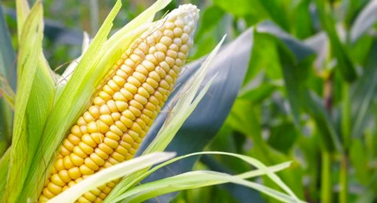Golden Bantam Sweet Corn Seed Pack - Heirloom Fruit Seeds