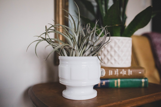 Vintage Milk Glass Pedestal Planter With Live Air Plant, Midcentury Modern, Friend Gift, Plant Gift For Her, Mothers Day Hostess