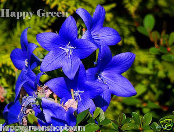 Balloon Flower Astra Blue - 250 Seeds Bellflower Platycodon Perennial Flower