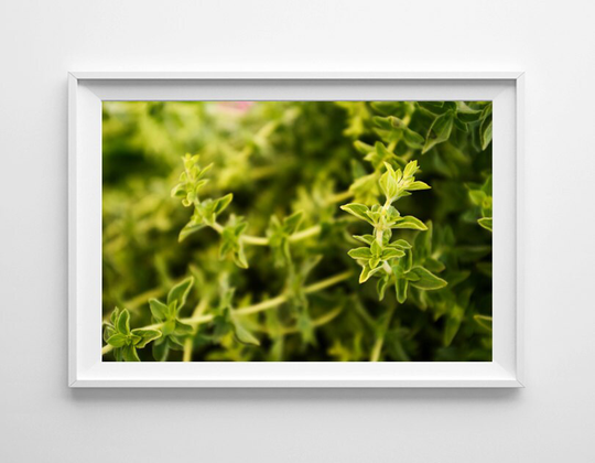 Green Kitchen Decor - Oregano Food Photography Art, Herb Art Small & Oversized Prints Available