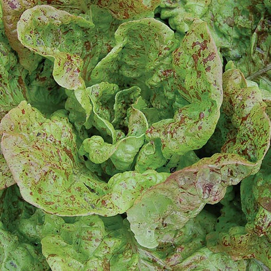 Lettuce Forellenschluss Seed 200