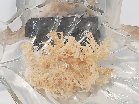 Sea Moss, Is Actually A Type Of Seaweed, & An Excellent Luck Herb. Carry It in Your Pockets To Ensure Steady Flow Money.herb Shop