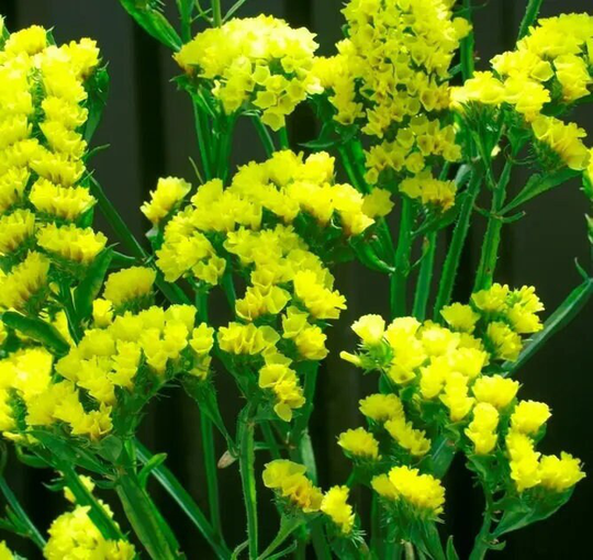 Annual Flower Seeds Limonium Sinuatum Gold Coast | Packing 0, 1 G; Color, Statica Flowers, Seed Statics, Seed, Gardening