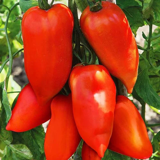 Tomato Seeds Pepper Tomato About 20