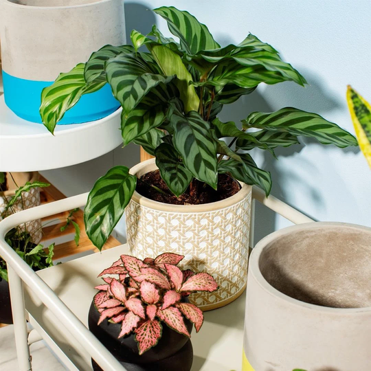Rattan Weave Concrete Planter - Scandi Beige Indoor House Plant Sass