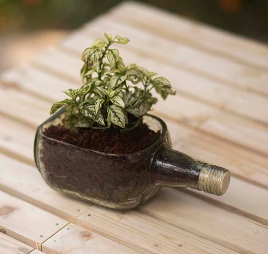 Small Planter From Upcycled Rum Bottle Clear Glass Herb Succulent Flower Holder Unique Artisan Eco Friendly Indoor Gardening