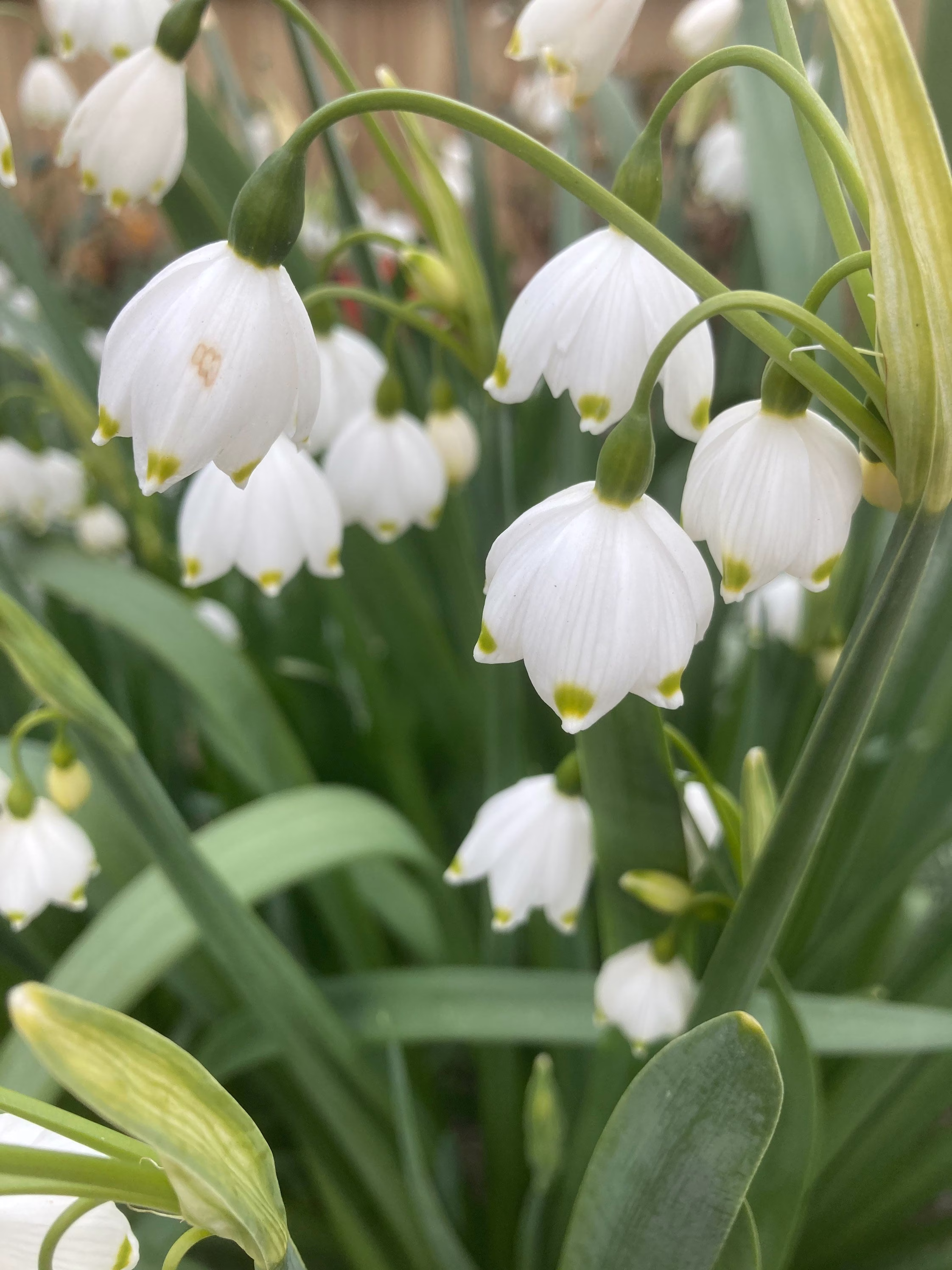 Leucojum Aestivum | Summer Snowflake Potted Bulb To Plant At Any Time Of Year | Free UK Postage