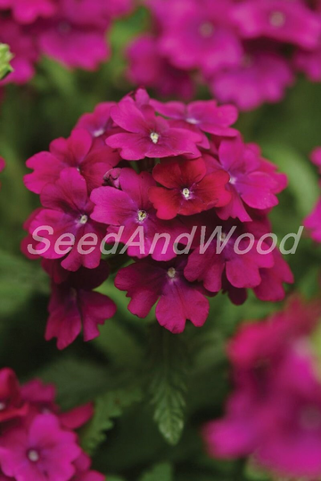 Verbena Seeds, Seeds Magenta F1 70 Rare Organic #389