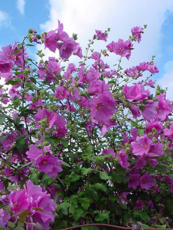 100 Tree Mallow Flower Seeds | Rose Mallow| Lavatera Trimestris| By Seedstocherish