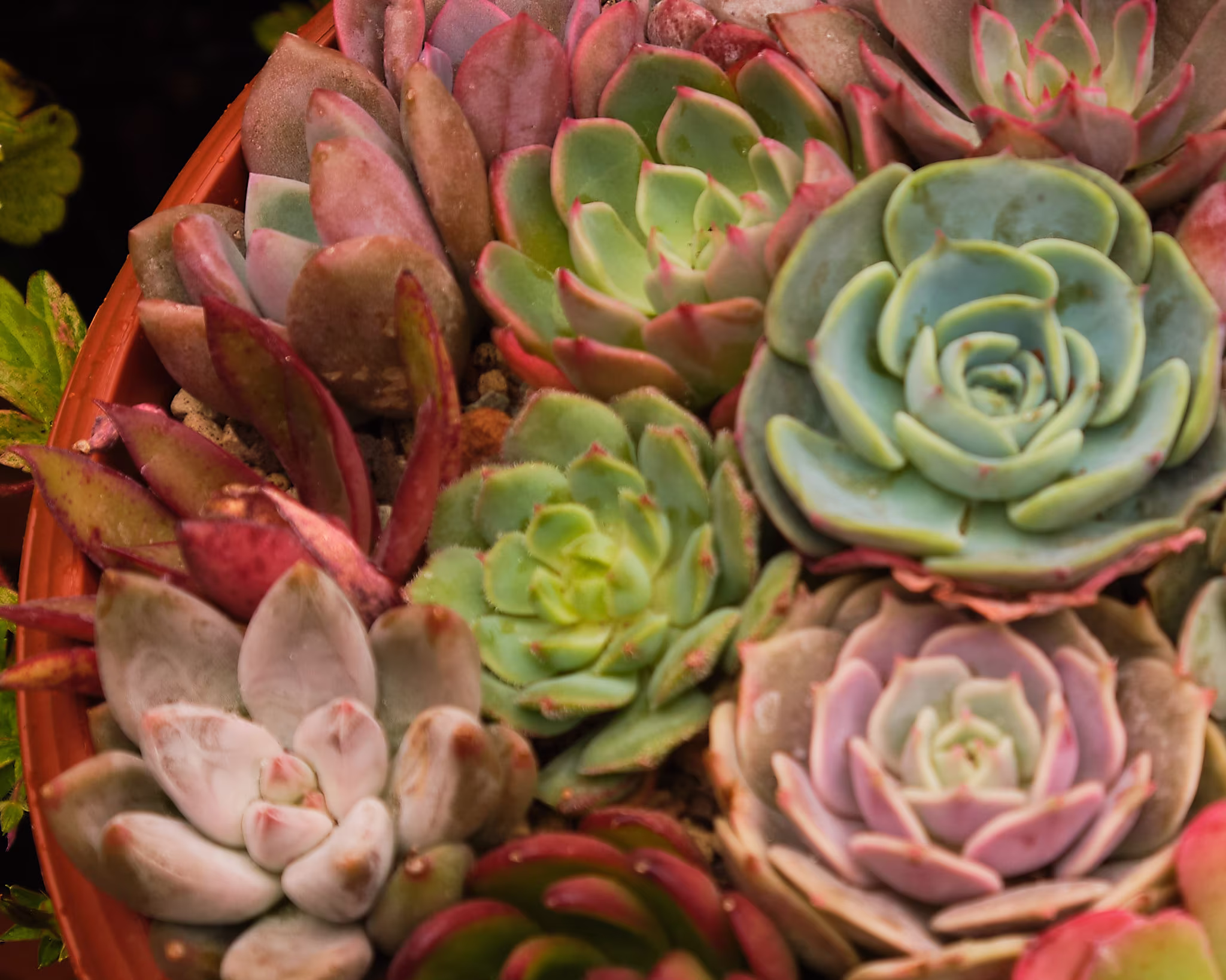 20 X Echeveria Mixed Varieties Seeds - Succulent Plant Rarely Offered Differentvarieties Mix