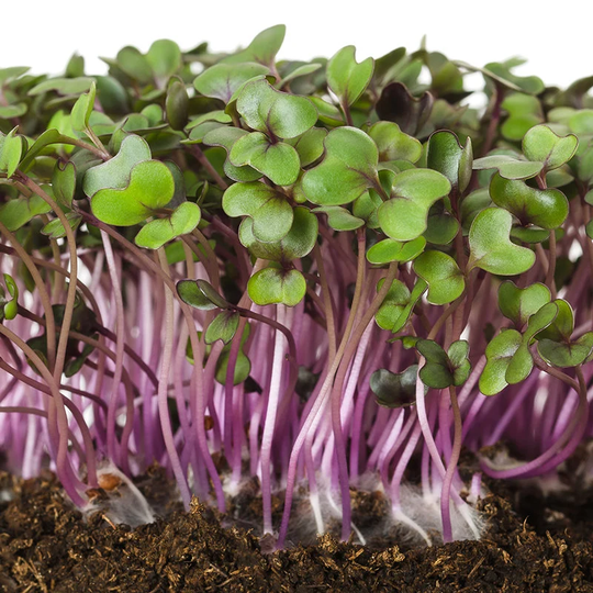 Red Cabbage Microgreens Sprouting Seeds - Just 6 Days To Grow 6000 Organic
