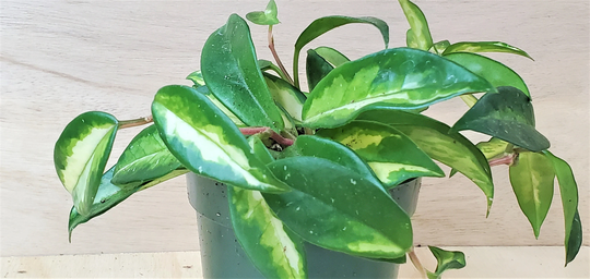 Hoya Carnosa "Krimson Princess' Live Plan-In 4