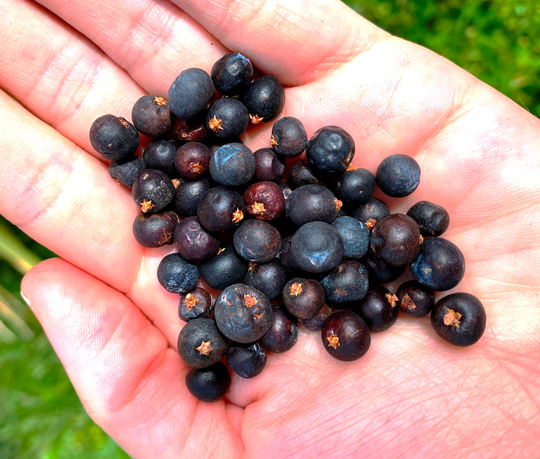 Kitchen Witch Berries, Dried Elderberry UK, Juniper Berry, Whole Herbs For Spells, Juniper UK