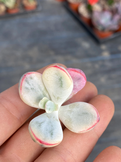 Variegated Cotyledon Orbiculata