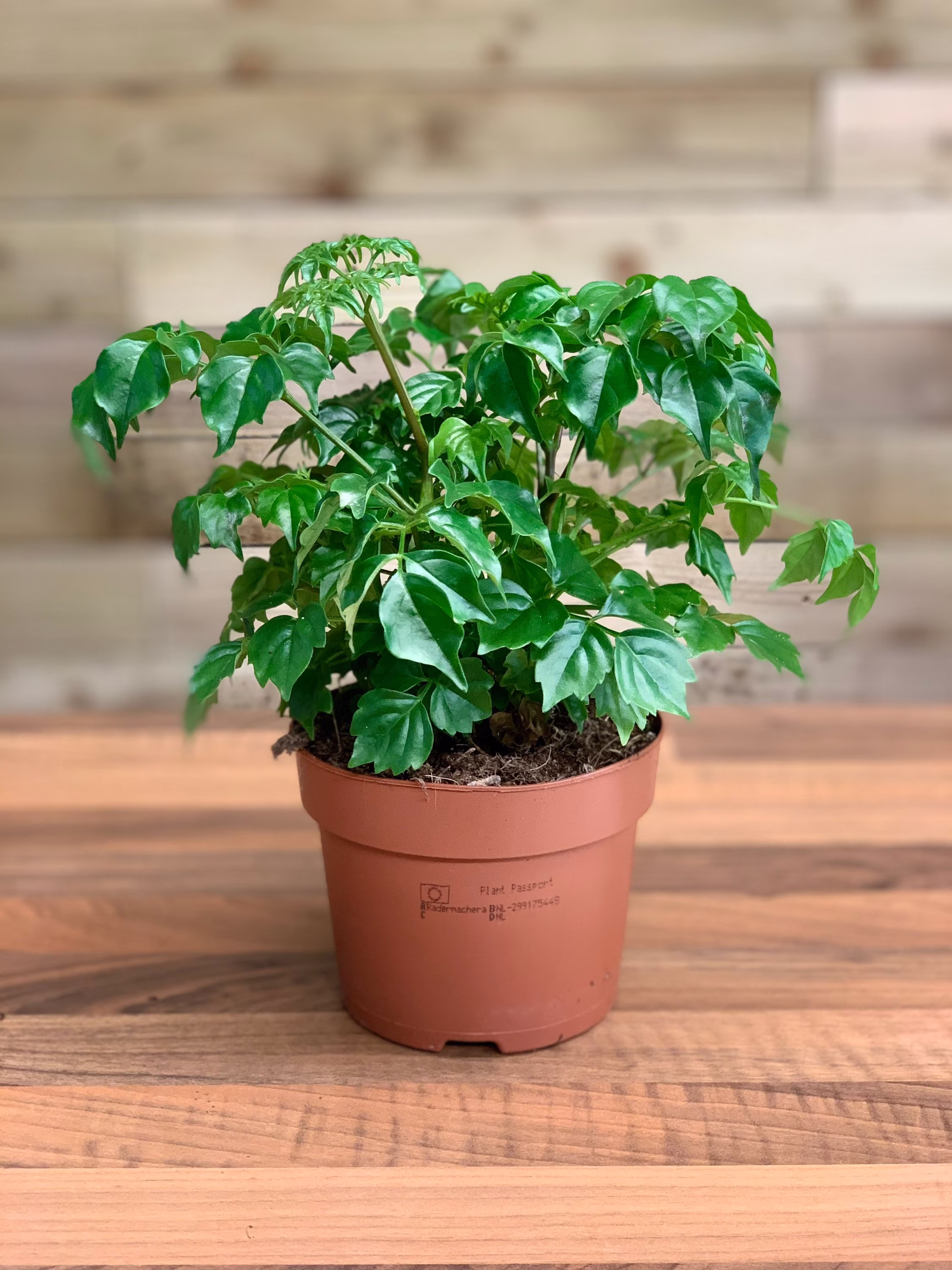 China Doll Plant